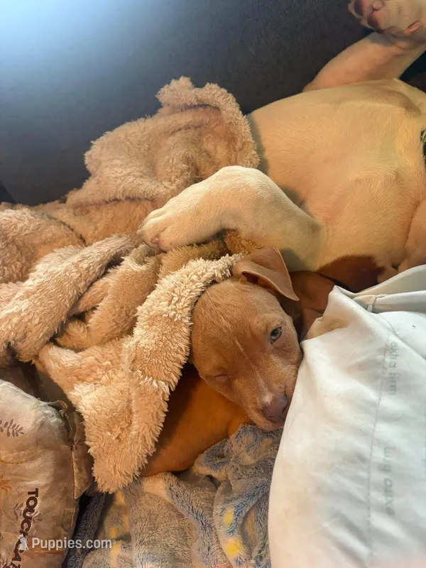 Fawn girl with white stripe – American Bully puppy for sale in Mc Clure, OH