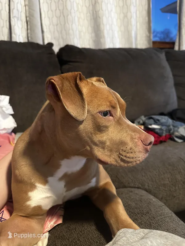 Honey-Bee, a female American Bully for sale in Mc Clure, OH – Photo 1 of 3
