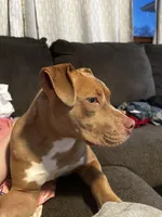 Honey-Bee, a female American Bully for sale in Mc Clure, OH – Photo 1 of 3