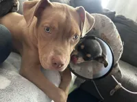 Honey-Bee, a female American Bully for sale in Mc Clure, OH – Photo 2 of 3