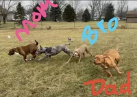 Honey-Bee, a female American Bully for sale in Mc Clure, OH – Photo 3 of 3