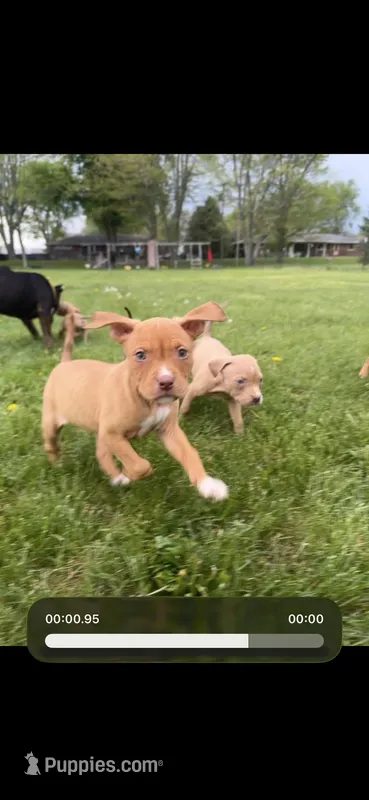 Red girl with white nose and toes – American Bully puppy for sale in Mc Clure, OH