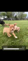 Red girl with white nose and toes TALL girl , a female American Bully for sale in Mc Clure, OH – Photo 2 of 9