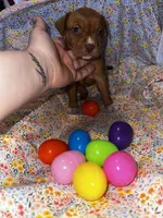 Red girl with white nose and toes, a female American Bully for sale in Mc Clure, OH – Photo 1 of 2