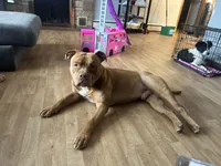 Red girl with white nose and toes TALL girl , a female American Bully for sale in Mc Clure, OH – Photo 6 of 9