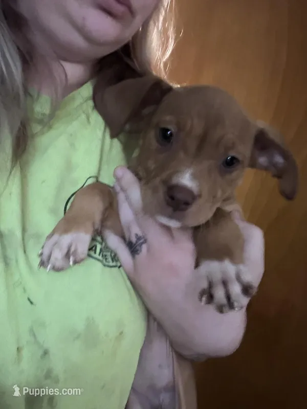 Red girl with white nose and toes TALL girl , a female American Bully for sale in Mc Clure, OH – Photo 1 of 9