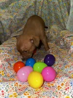 Red girl with white nose and toes, a female American Bully for sale in Mc Clure, OH – Photo 2 of 2