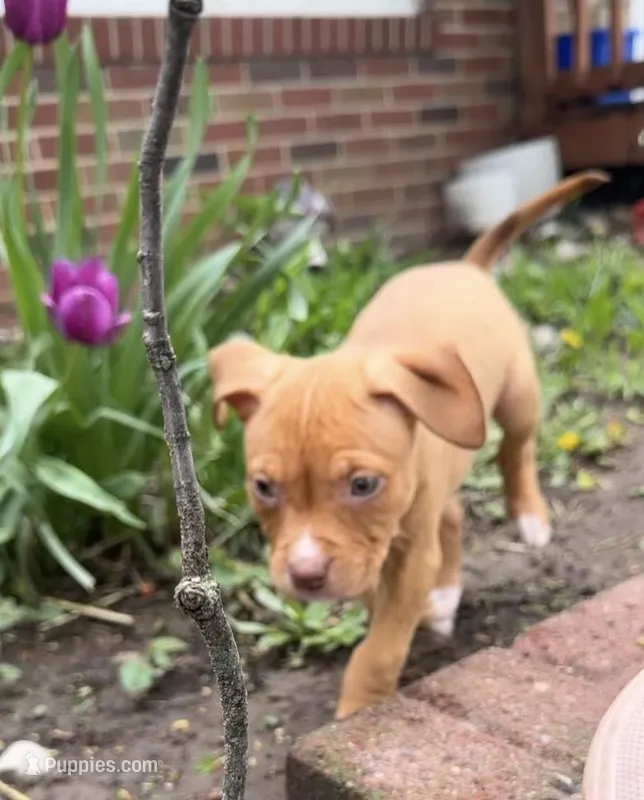 Red girl with white nose and toes – American Bully puppy for sale in Mc Clure, OH