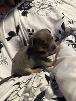 Bacon-blue tri, a male Chihuahua for sale in Mc Clure, OH – 2 of 3