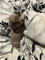 Chorizo-lilac tri, a male Chihuahua for sale in Mc Clure, OH – 3 of 3
