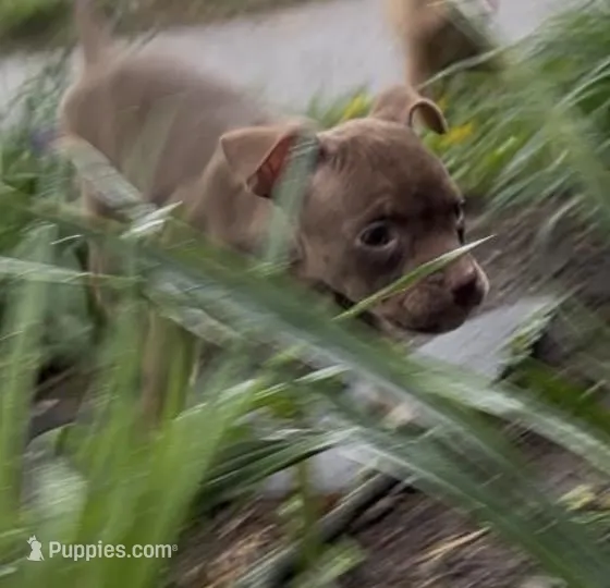 Chocolate face girl – American Bully puppy for sale in Mc Clure, OH