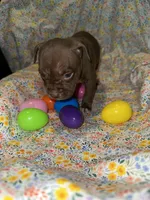 Chocolate face girl, a female American Bully for sale in Mc Clure, OH – Photo 1 of 2
