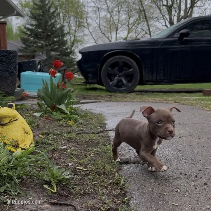Chocolate face girl – American Bully puppy for sale in Mc Clure, OH