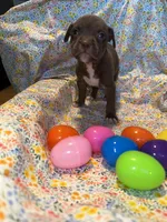 Chocolate face girl, a female American Bully for sale in Mc Clure, OH – Photo 2 of 2