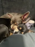 Hashbrown-blue tri, a female Chihuahua for sale in Mc Clure, OH – 3 of 3