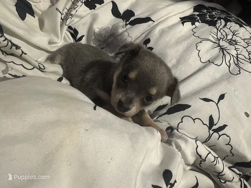 Hashbrown-blue tri – Chihuahua puppy for sale in Mc Clure, OH