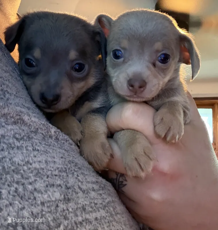 Bacon-blue tri – Chihuahua puppy for sale in Mc Clure, OH