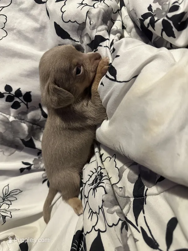 Chorizo-lilac tri – Chihuahua puppy for sale in Mc Clure, OH