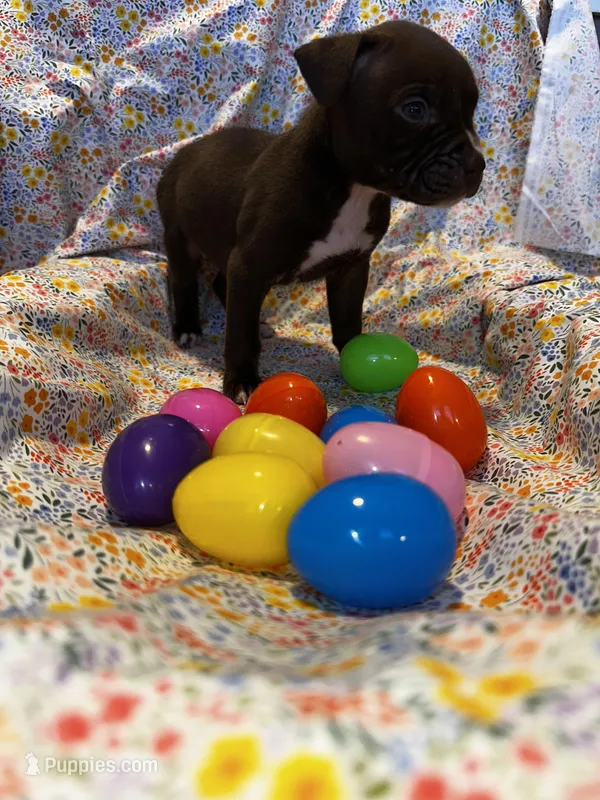 Dark male – American Bully puppy for sale in Mc Clure, OH