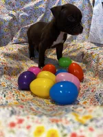 Dark male, a male American Bully for sale in Mc Clure, OH – Photo 1 of 2