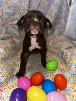 Dark male, a male American Bully for sale in Mc Clure, OH – Photo 2 of 2