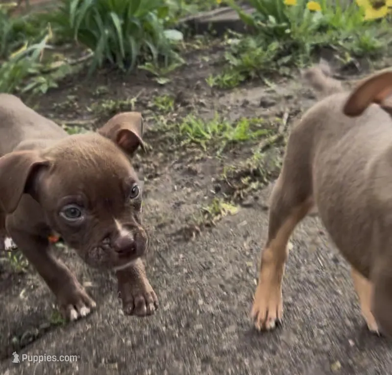 Dark male – American Bully puppy for sale in Mc Clure, OH