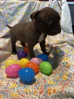 Chocolate face boy , a male American Bully for sale in Mc Clure, OH – Photo 2 of 2