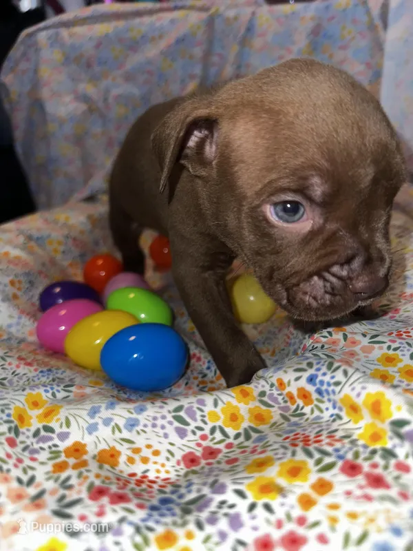 Chocolate face boy  – American Bully puppy for sale in Mc Clure, OH