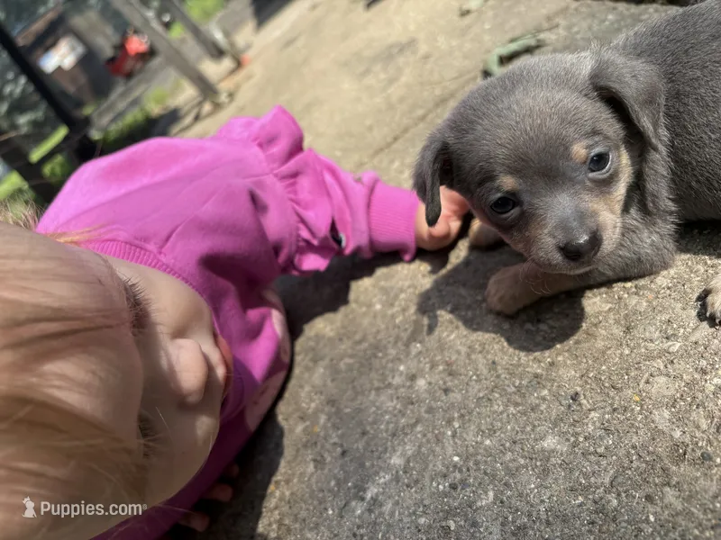 Bacon-blue tri – Chihuahua puppy for sale in Mc Clure, OH