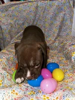 Biggest pup! Female huge pup! , a female American Bully for sale in Mc Clure, OH – Photo 2 of 2