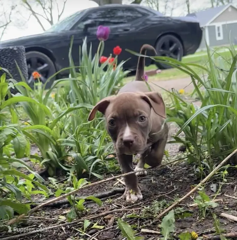 Biggest pup! Female 🩷 – American Bully puppy for sale in Mc Clure, OH