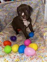 Biggest pup! Female huge pup! , a female American Bully for sale in Mc Clure, OH – Photo 1 of 2