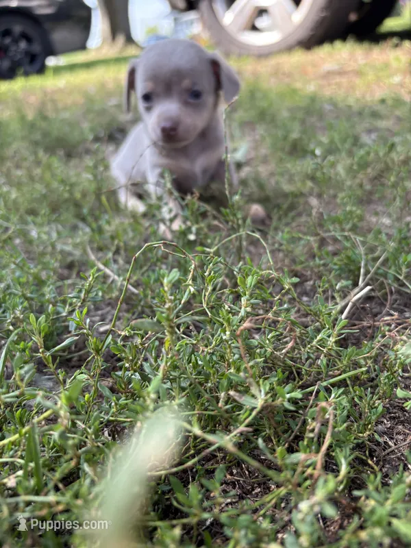 Chorizo-lilac tri – Chihuahua puppy for sale in Mc Clure, OH
