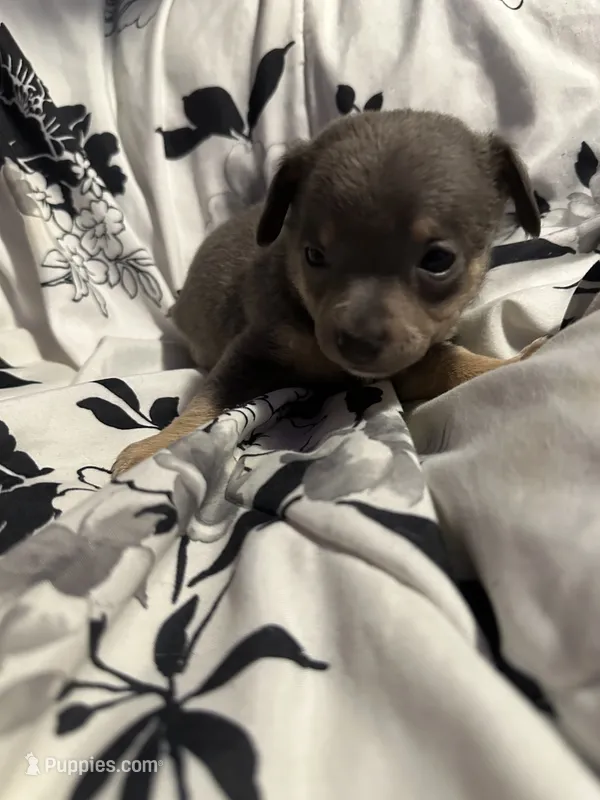 Bacon-blue tri – Chihuahua puppy for sale in Mc Clure, OH