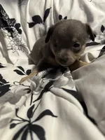 Bacon-blue tri, a male Chihuahua for sale in Mc Clure, OH – 1 of 3