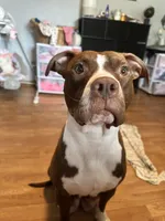 Red female with white stripe face, a female American Bully for sale in Mc Clure, OH – 8 of 10