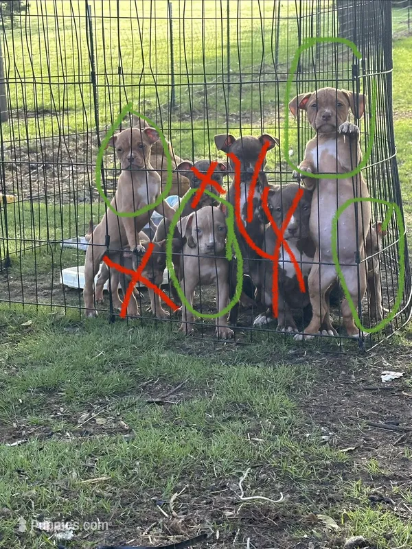 Red female with white stripe face – American Bully puppy for sale in Mc Clure, OH