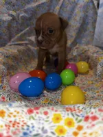 Red female with white stripe face, a female American Bully for sale in Mc Clure, OH – Photo 2 of 2