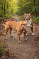 Red female with white stripe face, a female American Bully for sale in Mc Clure, OH – 10 of 10