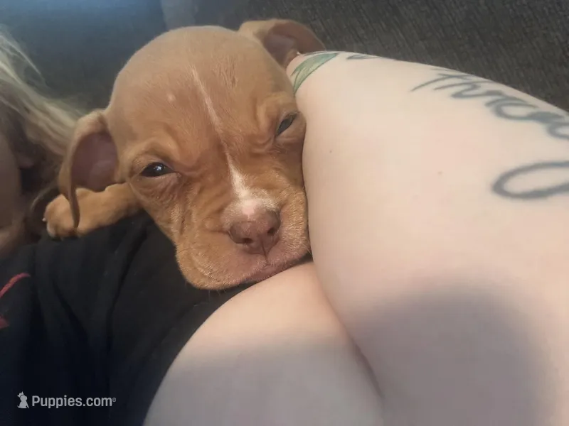 Red female with white stripe face – American Bully puppy for sale in Mc Clure, OH