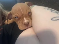 Red female with white stripe face, a female American Bully for sale in Mc Clure, OH – 1 of 10