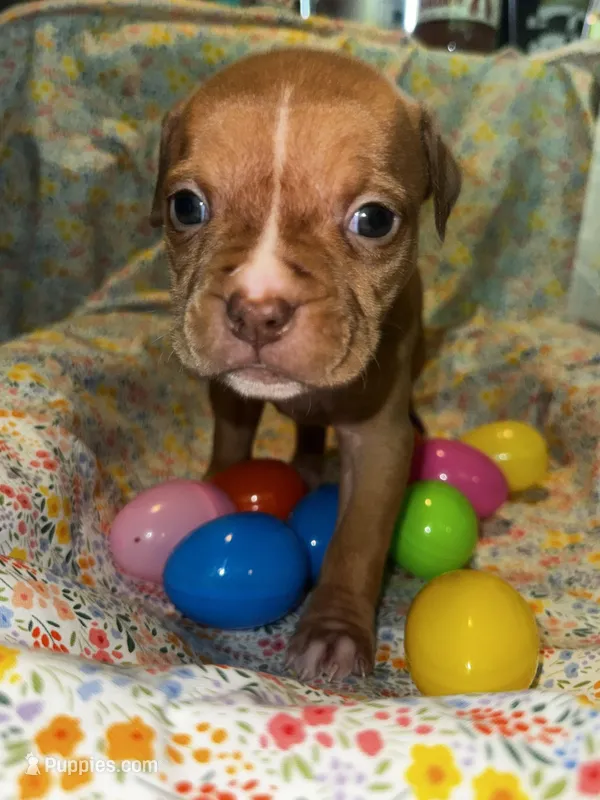 Red female with white stripe face – American Bully puppy for sale in Mc Clure, OH