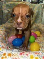 Red female with white stripe face, a female American Bully for sale in Mc Clure, OH – Photo 1 of 2