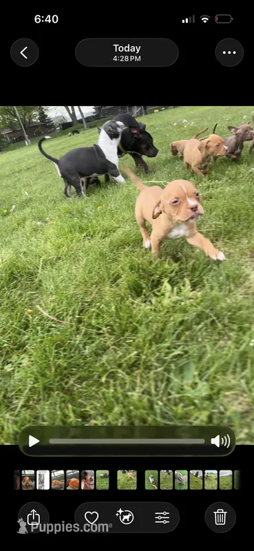 Red female with white stripe face – American Bully puppy for sale in Mc Clure, OH