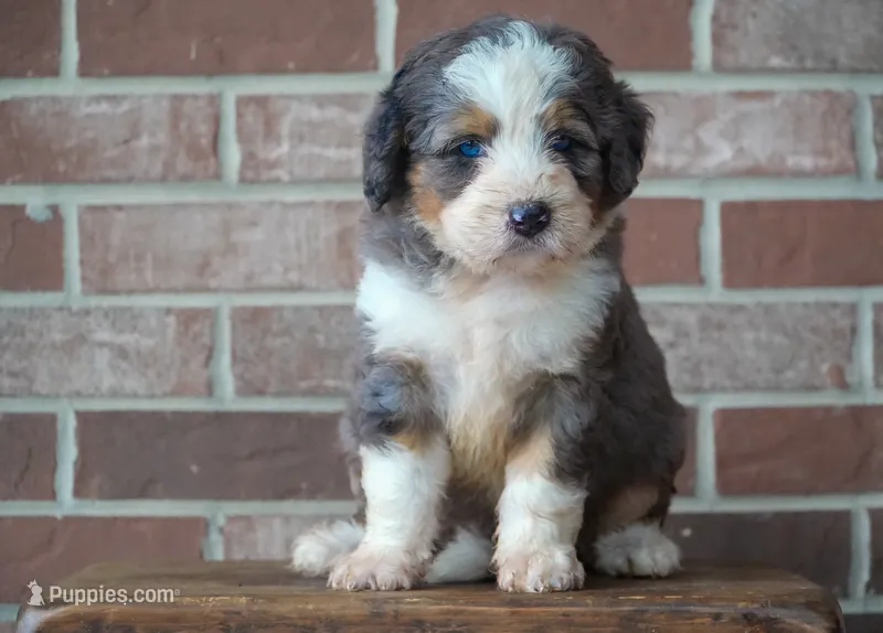 Sparkle – Bernedoodle puppy for sale in Fort Wayne, IN