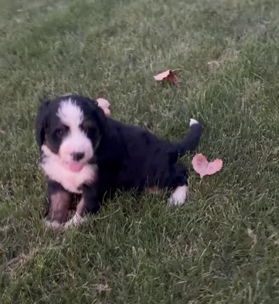 Belle, a female Bernedoodle for sale in Fort Wayne, IN – 3 of 3
