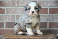 Little Merle, a male Bernedoodle for sale in Fort Wayne, IN – 1 of 2