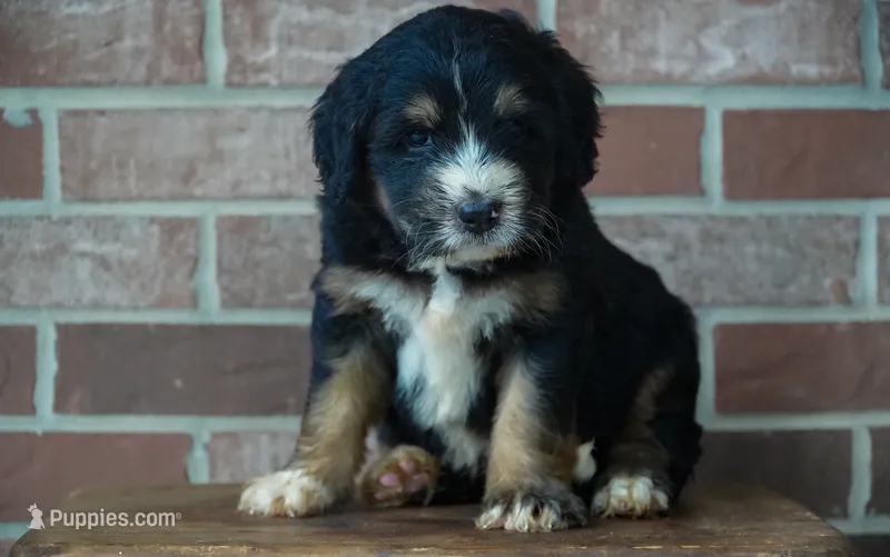 Timber – Bernedoodle puppy for sale in Fort Wayne, IN