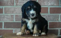 Timber, a male Bernedoodle for sale in Fort Wayne, IN – 1 of 3