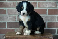 Saturn, a male Bernedoodle for sale in Fort Wayne, IN – 2 of 3